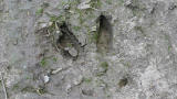 What You Need to Know About Deer Tracks