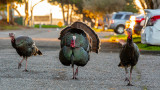 Mail Carrier Accused of Killing Aggressive Wild Turkey with Stick