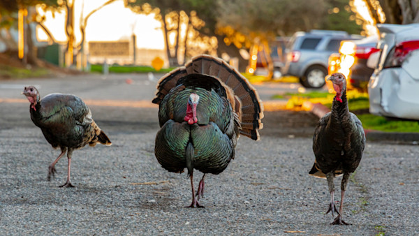 Mail Carrier Accused of Killing Aggressive Wild Turkey with Stick