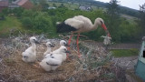 Video: Stork Chick Ejected From Nest by Parents