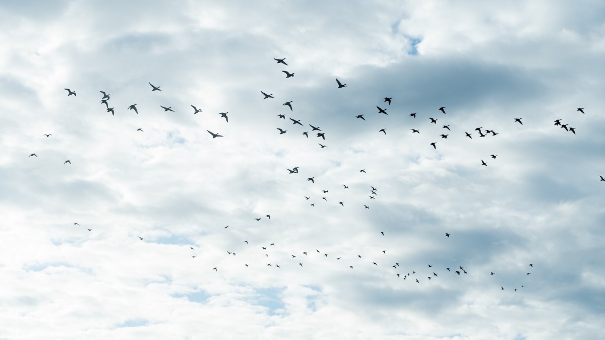 Understanding North America's Waterfowl Flyways