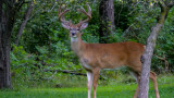 Man Tries Hunting Deer with .45 Handgun, Shoots Neighbor Instead
