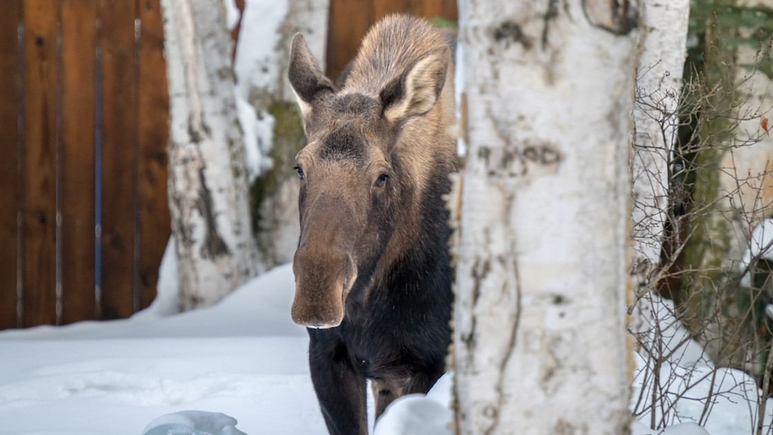 Canadian Man Takes Down Attacking Moose With .22 Rifle