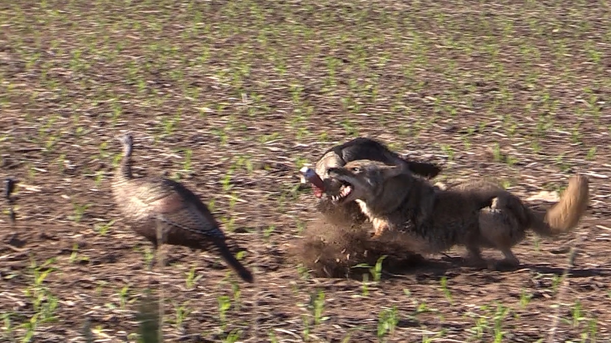 When Turkey Decoys Attract the Wrong Kind of Critter