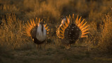 Wyoming Advances Controversial Proposal to Farm Sage Grouse