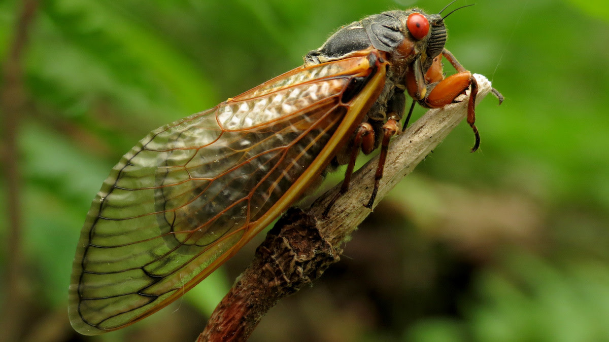 How to Fish a Cicada Hatch - Fly Fisherman