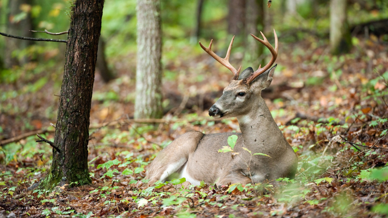 How Whitetail Bedding Changes in September