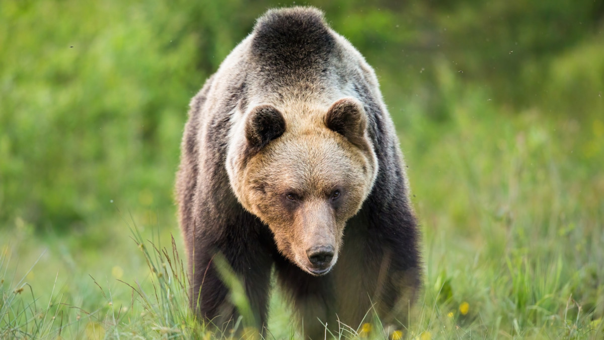 A Knife Fight with a Brown Bear: The Story of Gene Moe