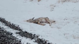 Dead Deer.jpg