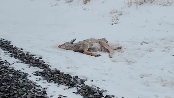 Dead Deer.jpg