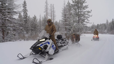 Montana Mountain Lion