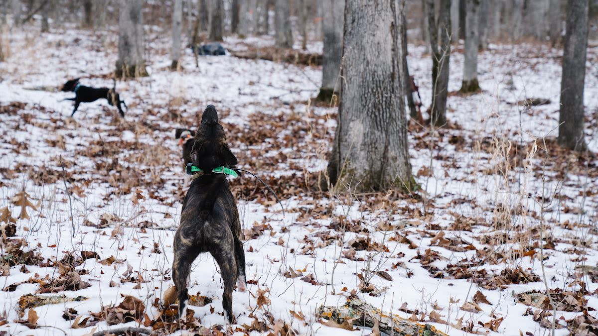 Vermont Anti-Hunters Convicted for Sabotaging Law-Abiding Houndsmen