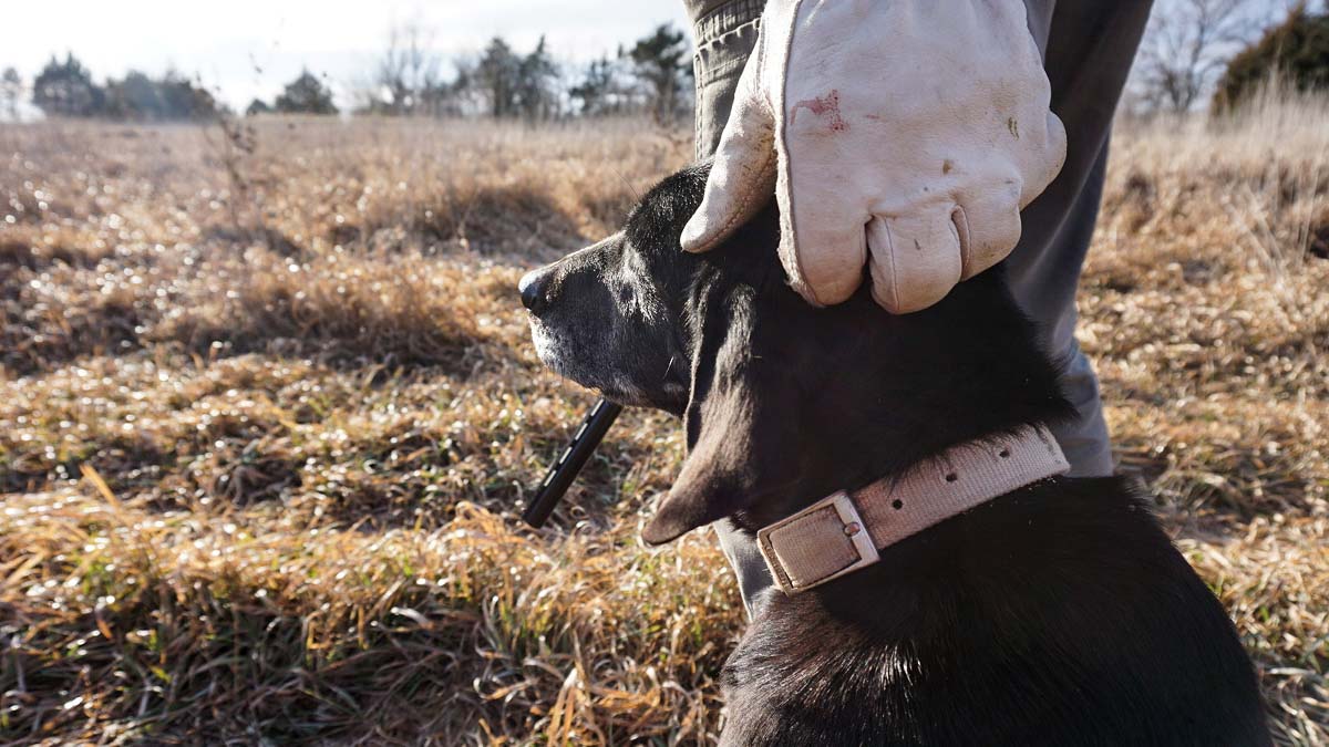 Ask A Vet: When Should You Euthanize a Dog? | MeatEater Hunting