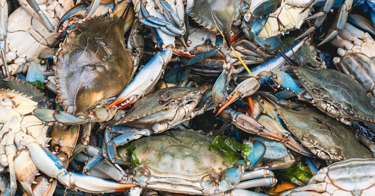 How to Chicken-Leg for Blue Crabs How to Chicken-Leg for Blue Crabs