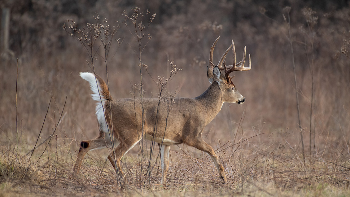 Hunting Art & Paintings - Deer, Elk, Ducks & Dogs – Wild Wings