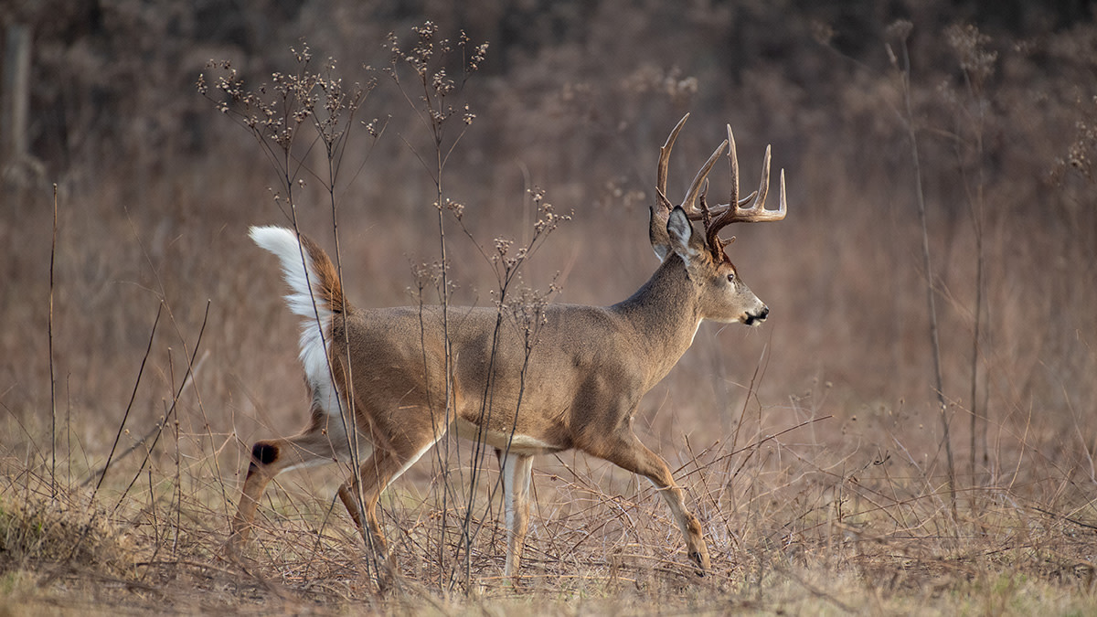 The Predator That Deer Fear Most