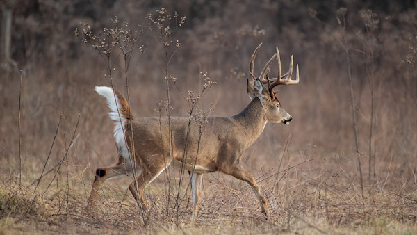 The Predator That Deer Fear Most