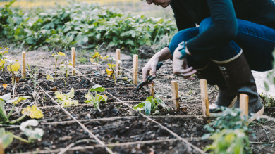 Get Big Harvests in Small Spaces with Square-Foot Gardening