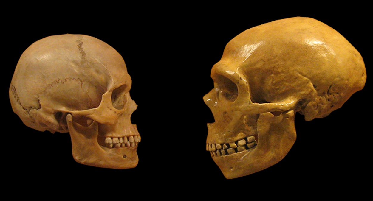 modern human vs. Neanderthal skulls