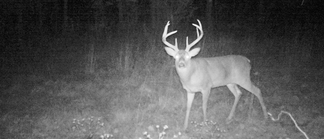 5 Smart Options For Hunting the “October Lull”