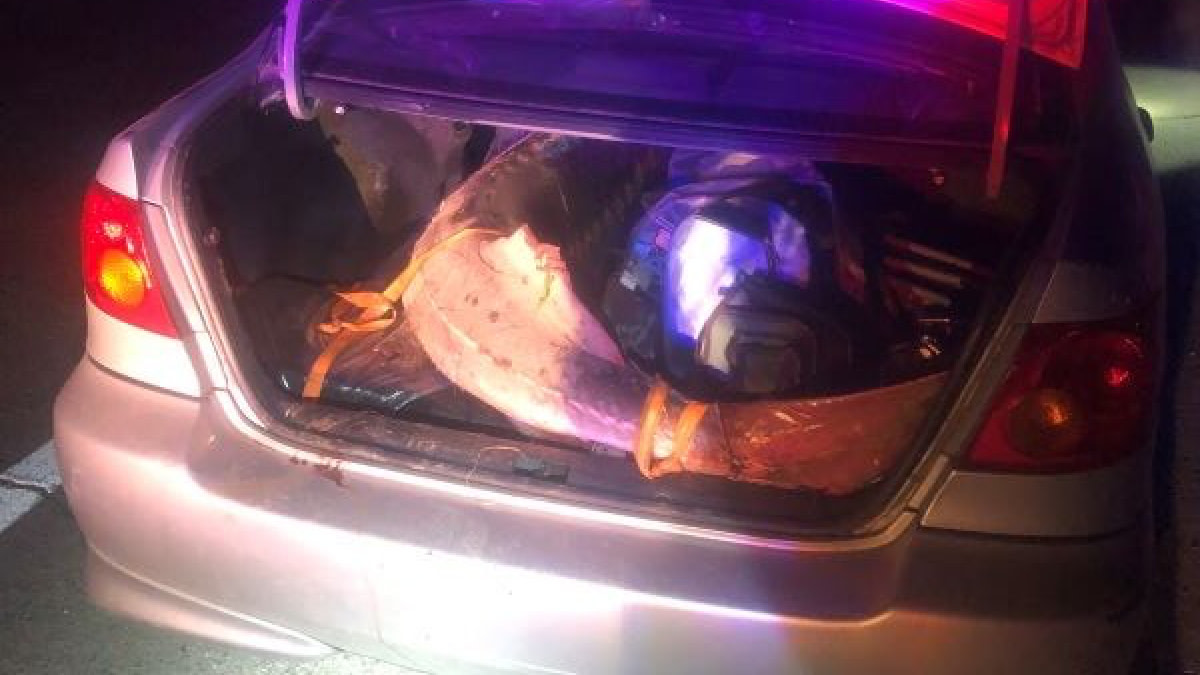 Live 7-Foot Sturgeon in Car Trunk Leads to Massive Poaching Ring Bust