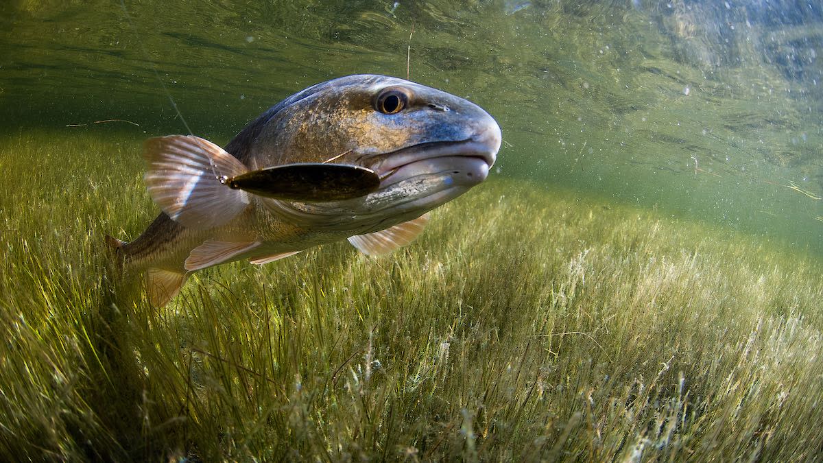 Ask A Biologist: Do Pressured Fish Learn to Avoid Certain Lures?