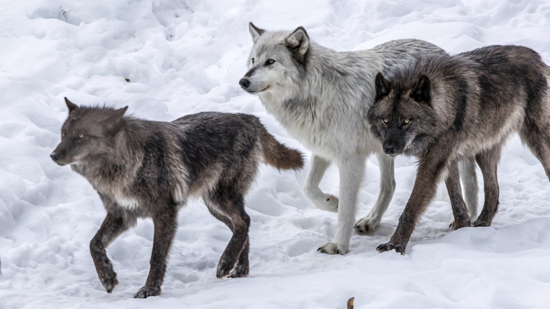 Endangered Species Act Revisions Could Have Real Impacts on Hunters, Wildlife, and Habitat