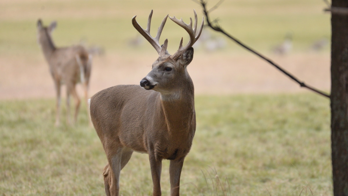 Why Most Whitetail Hunters Never Kill Mature Bucks