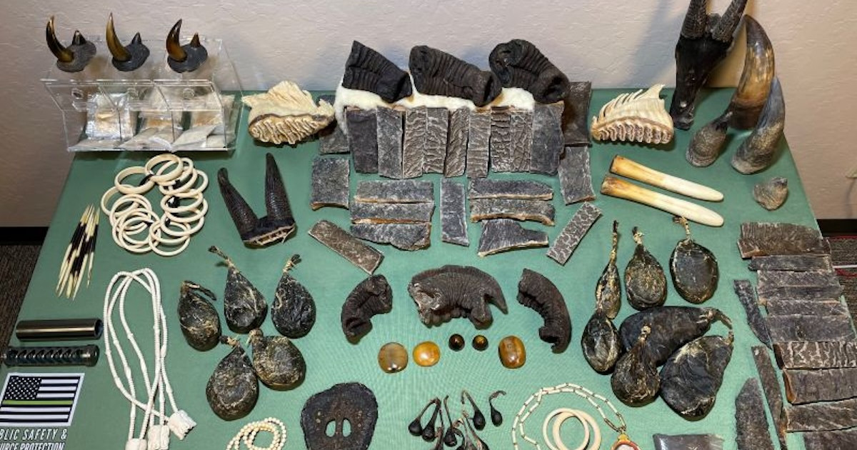 International Wildlife Trafficking Ring Busted in California International Wildlife Trafficking Ring Busted in California