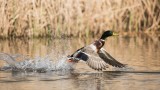 Annual Survey Indicates Improving Waterfowl Numbers