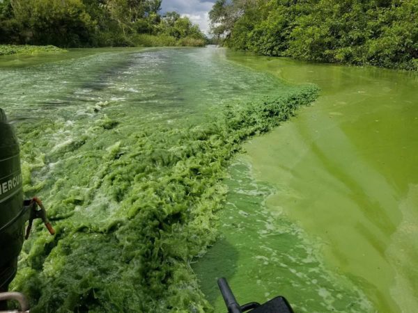 The History of How Florida Water Became More Than Just Bodega