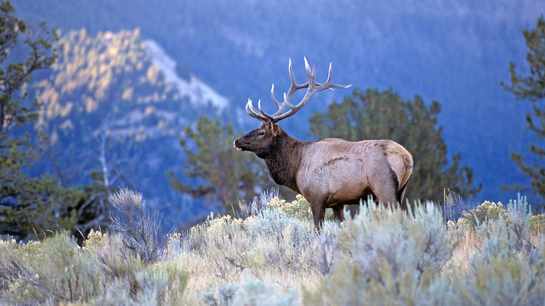 A Guide To Hunting Elk | MeatEater Hunting