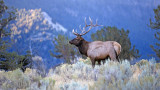 A Guide to Hunting Elk