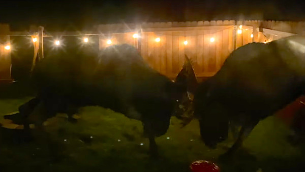 There's Blood All Over My Porch: Rutting Bull Moose Trash Alaska Home