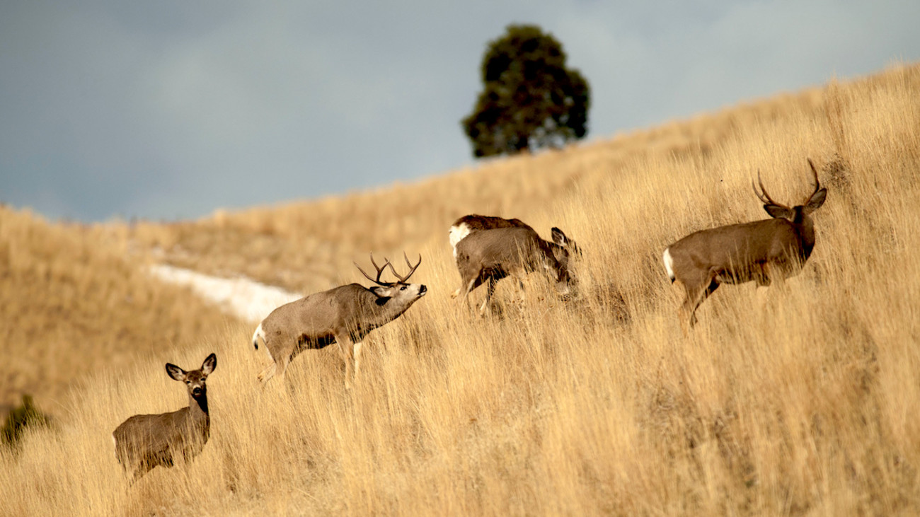 How to Find Big Mule Deer Bucks During the Rut