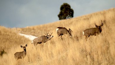 How to Find Big Mule Deer Bucks During the Rut