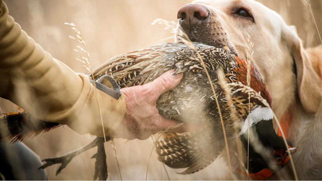 3 Reasons You Suck at Hitting Pheasants MeatEater Hunting