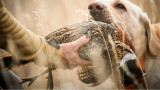 3 Reasons You Suck at Hitting Pheasants