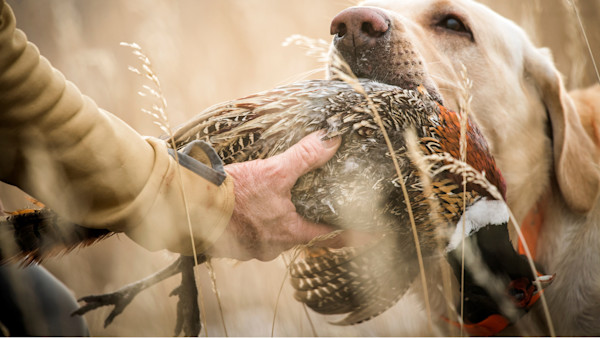3 Reasons You Suck at Hitting Pheasants