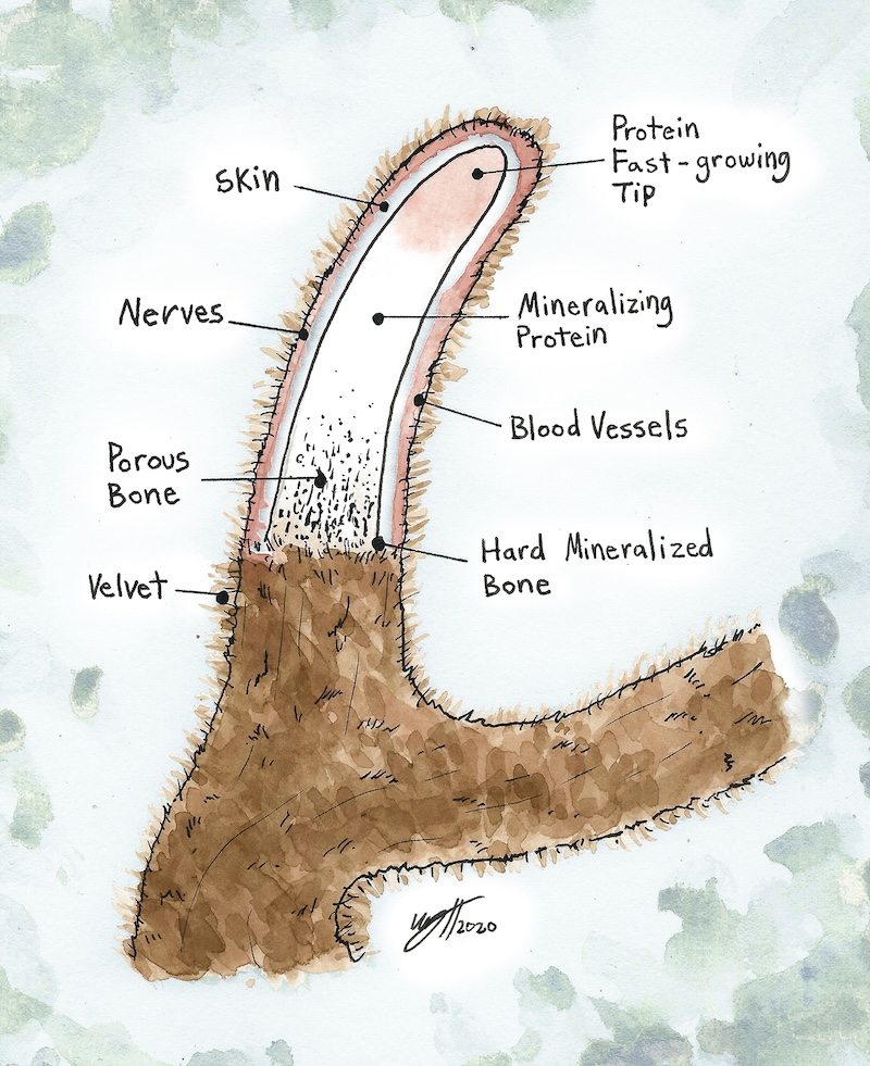 velvet antler by wyatt heffelfinger