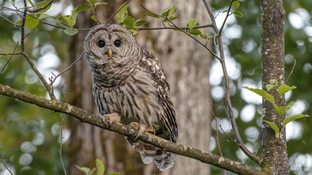 500,000 Barred Owls to be Hunted on the Pacific Coast