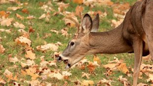 How to Hunt a Feed Tree