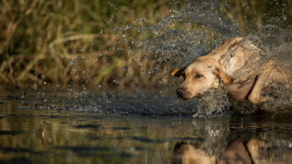 3 Drills Every Duck Dog Should Master