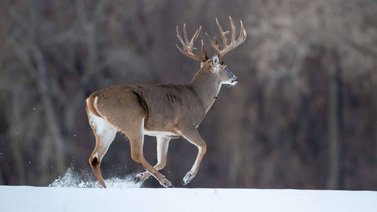 How to Identify a Big Buck Track in Snow