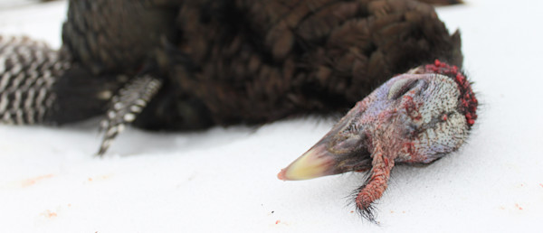 Do Turkeys Actually Lack a Sense of Smell?