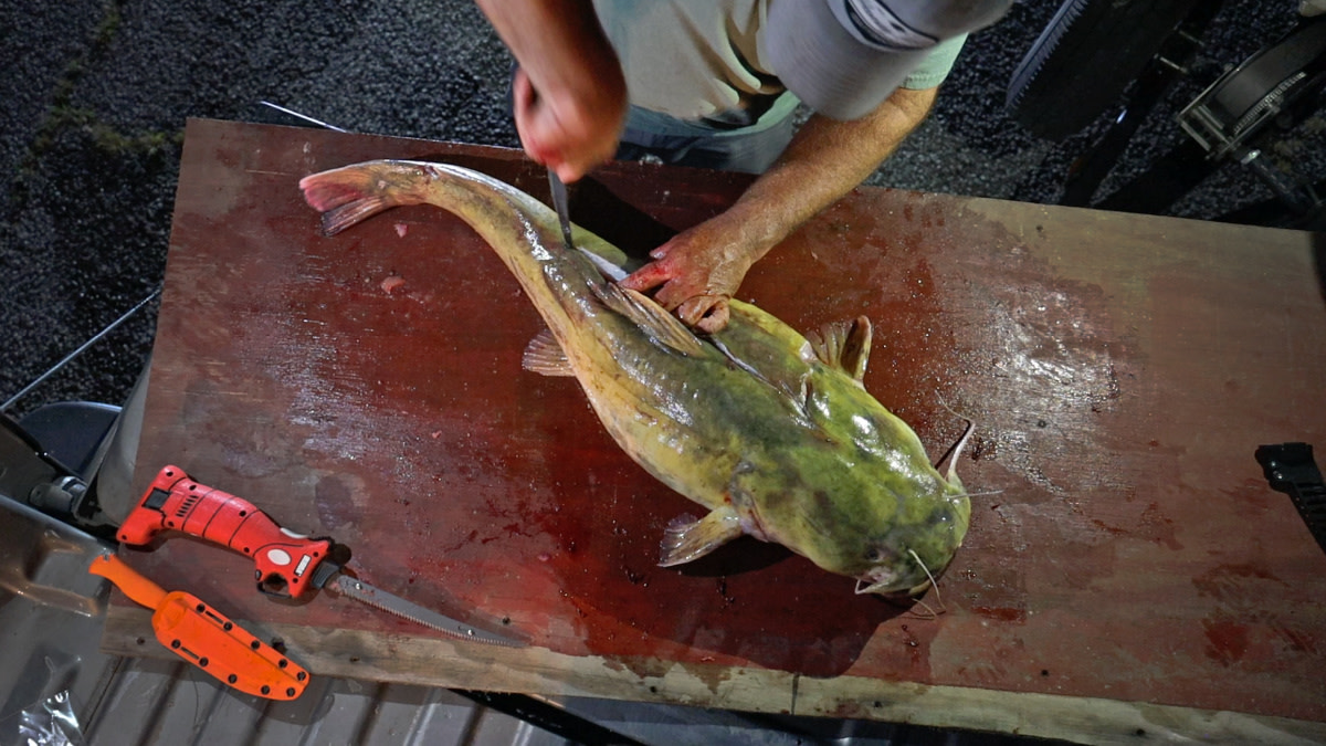 How To Clean A Catfish Without Skinning Video: How to Clean a Catfish | MeatEater Fishing