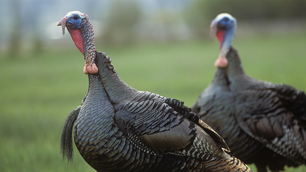 A Guide to Hunting Wild Turkey MeatEater Hunting