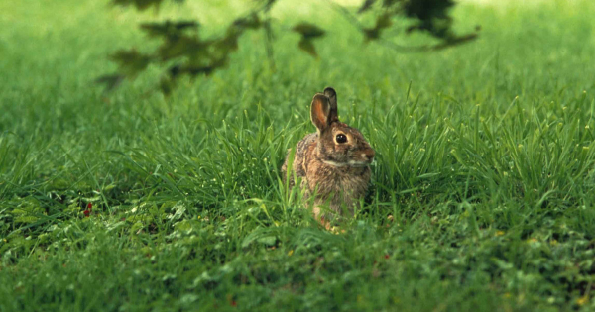 Can You Eat Rabbit in the Summer - Zeke Adventure Blog