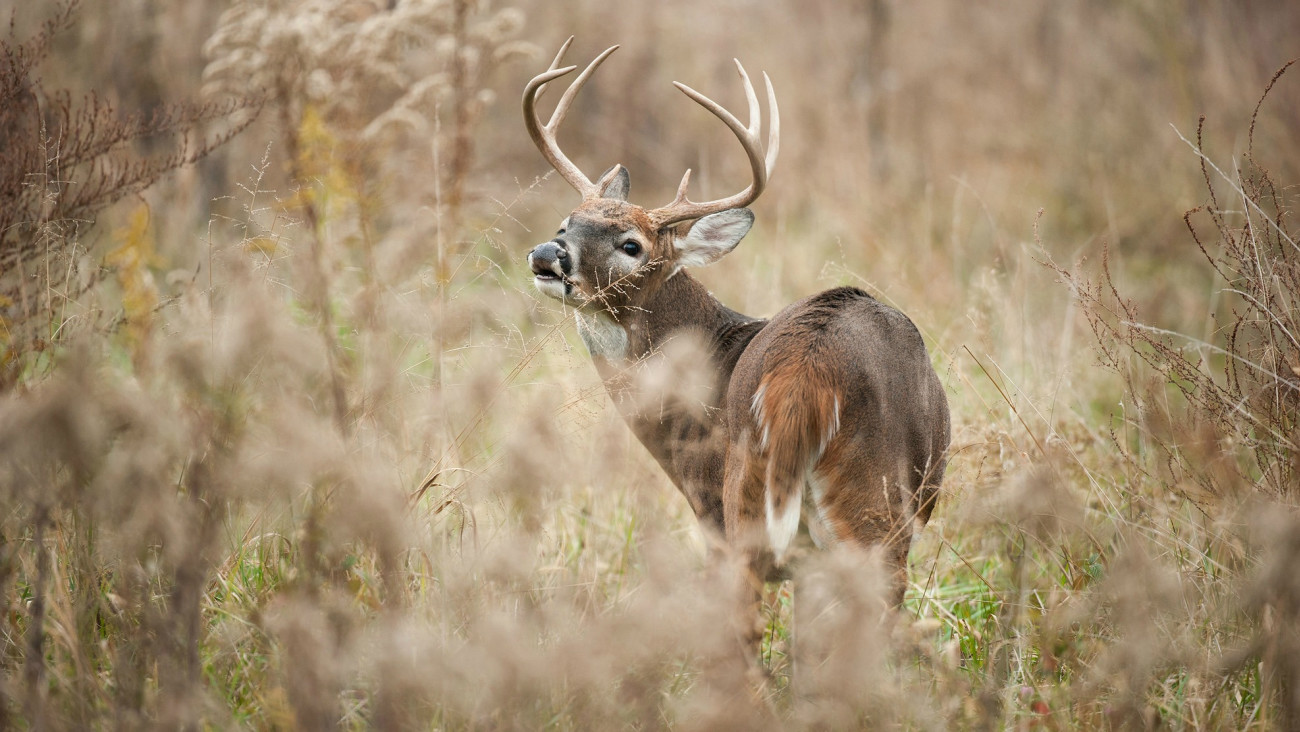 Unmeasured Power: How Well Can Whitetail Deer Smell?