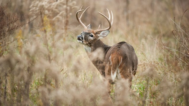 can deer smell better than dog